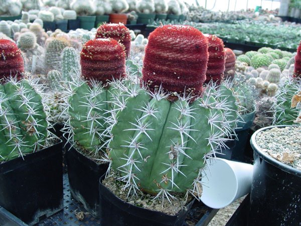 Melocactus_pachycanthus